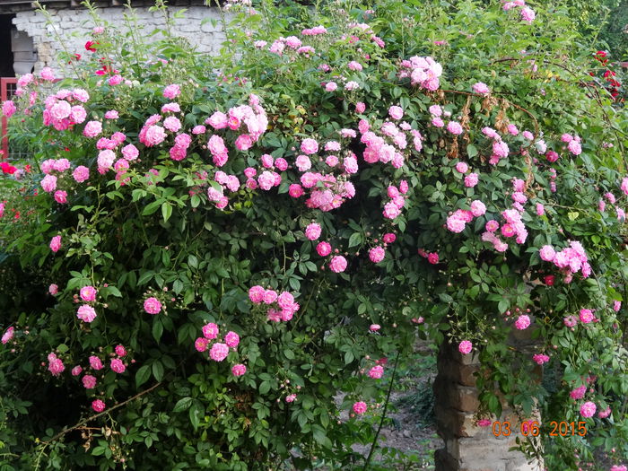 DSC05539