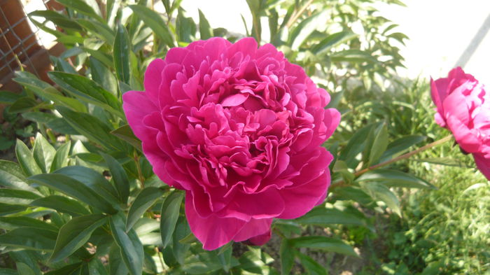 050 - bujori
