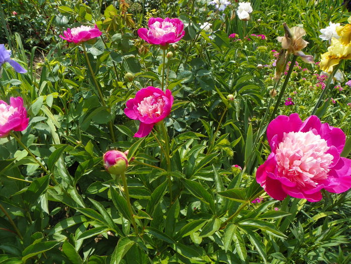 Gay Paree - Bujori 2015