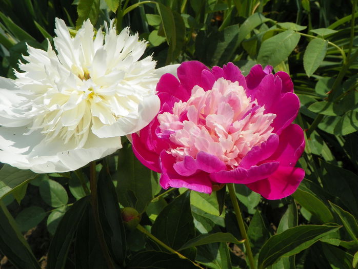 Charlies White si Gay Paree - Bujori 2015