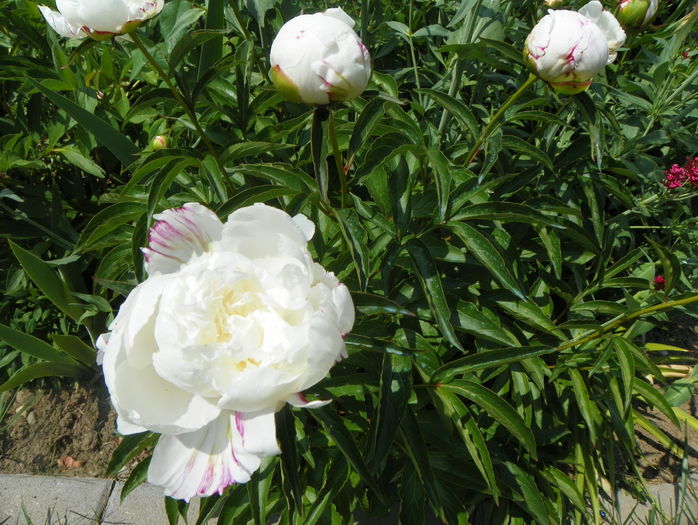 Boule de Neige - Bujori 2015