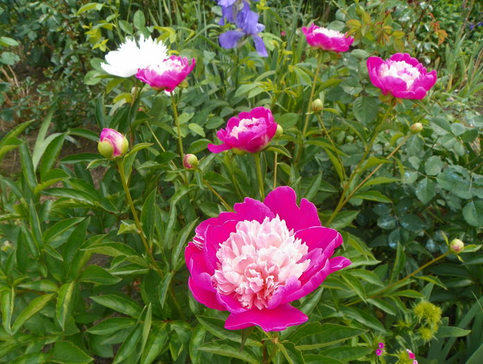 Gay Paree - Bujori 2015