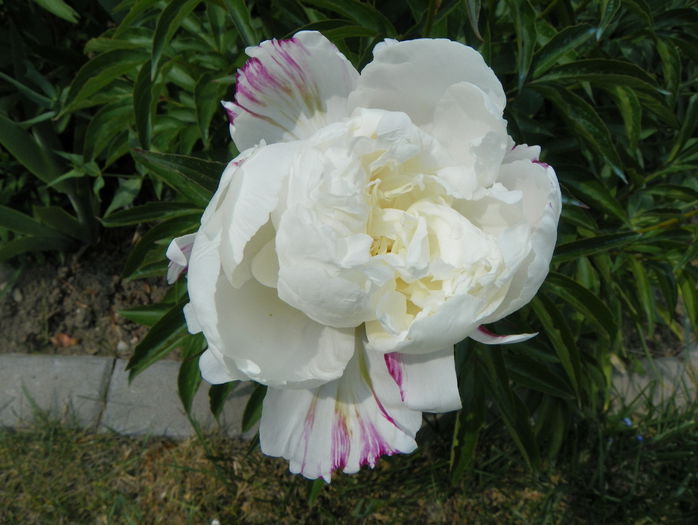 Boule de Neige - Bujori 2015