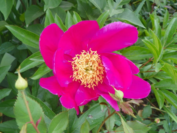 Kojiki? - Bujori 2015