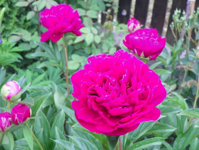 Karl Rosenfield - Bujori 2015