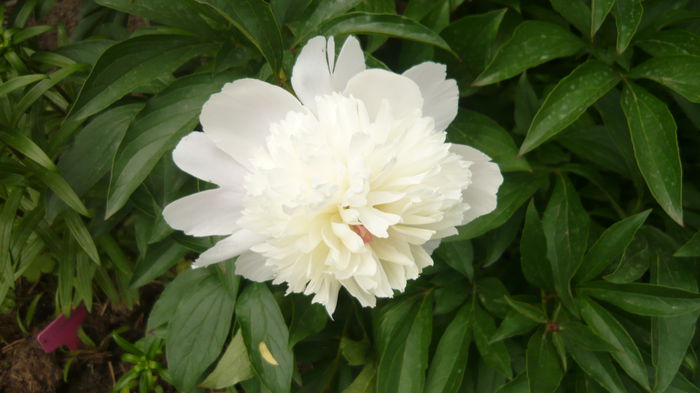 337 - bujori