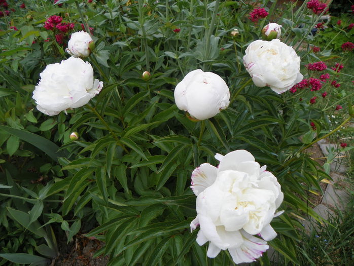 Boule de Neige