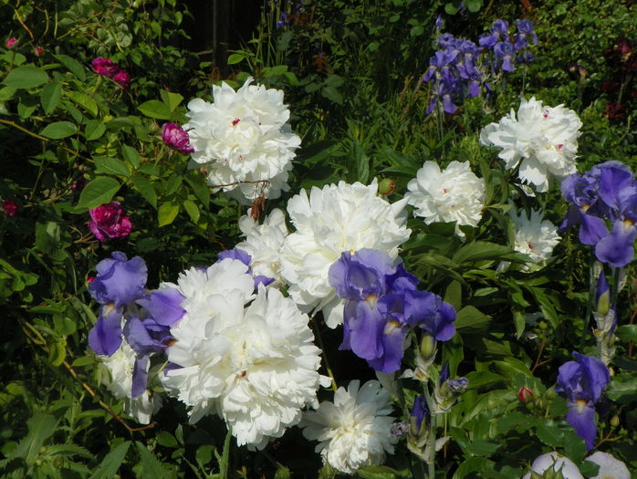 Festiva Maxima