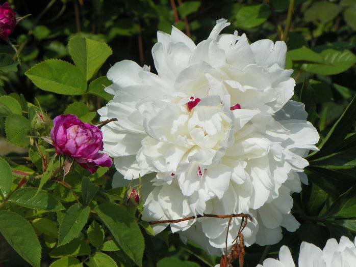 Festiva Maxima