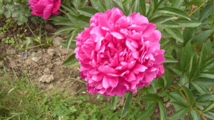 339 - bujori