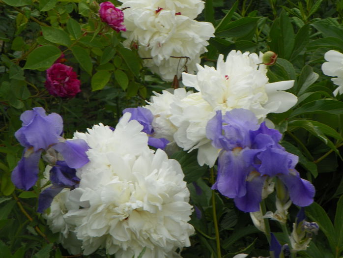 Festiva Maxima