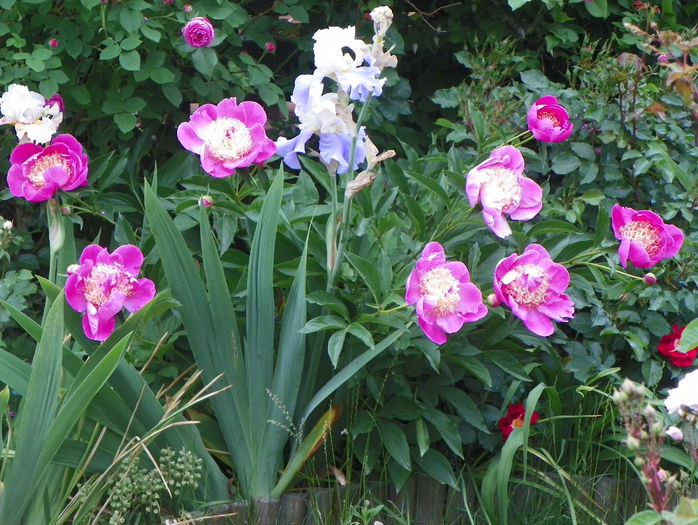 Largo