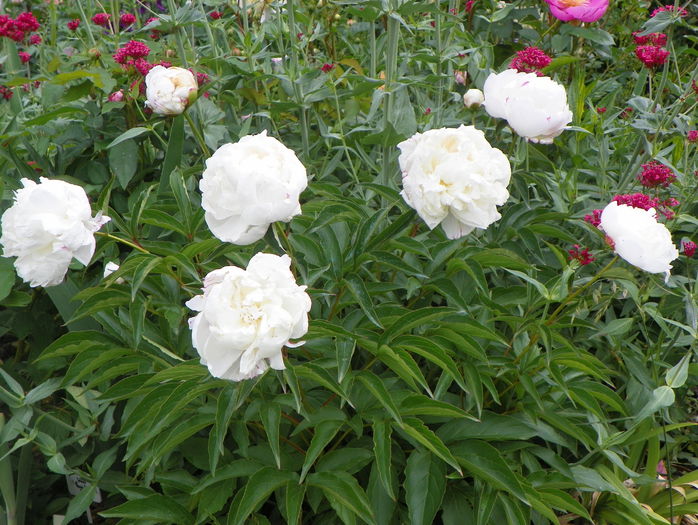 Boule de Neige