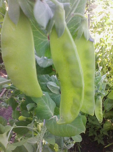 mazare mangetout