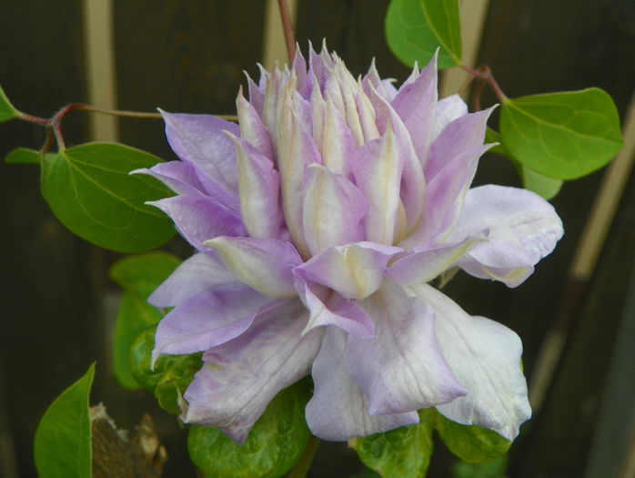 Belle of Woking