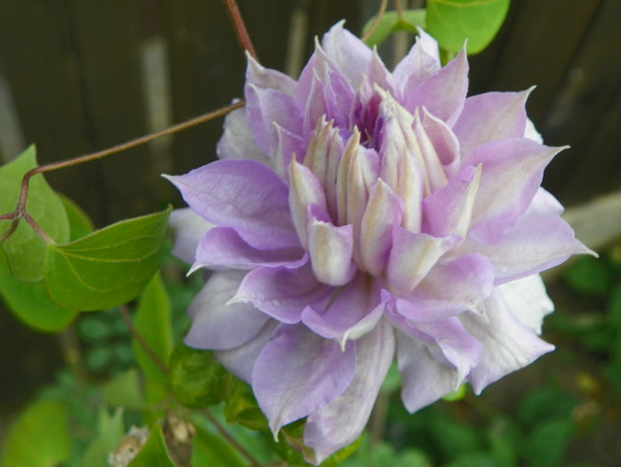 Belle of Woking - Clematite 2015