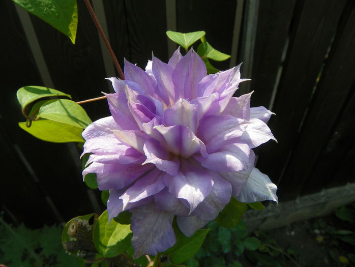 Belle of Woking