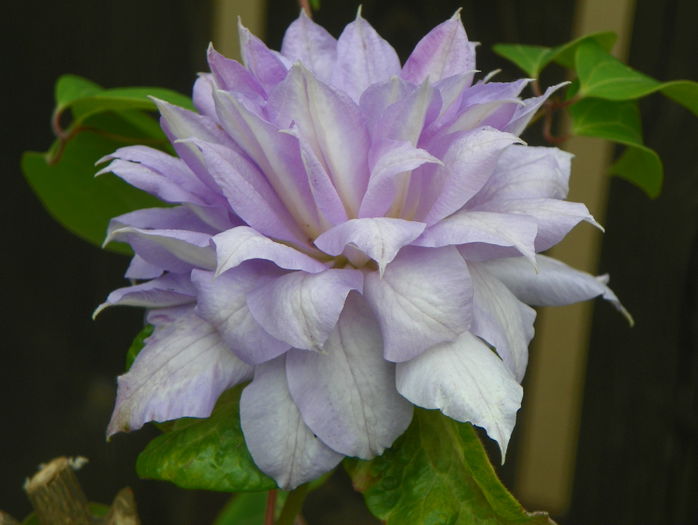 Belle of Woking