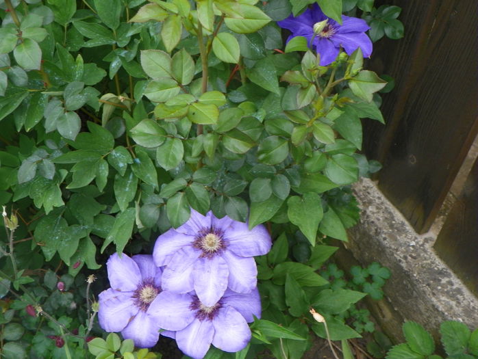 Xerxes - Clematite 2015