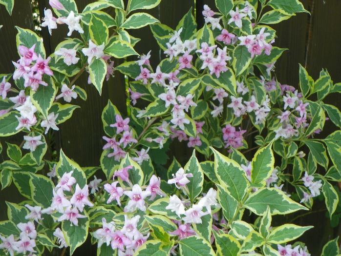 weigela variegata