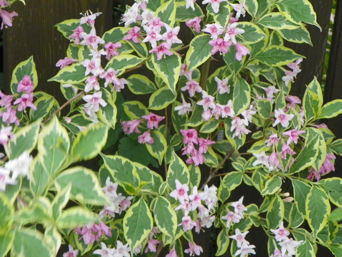 weigela variegata - Copacei si arbusti 2015