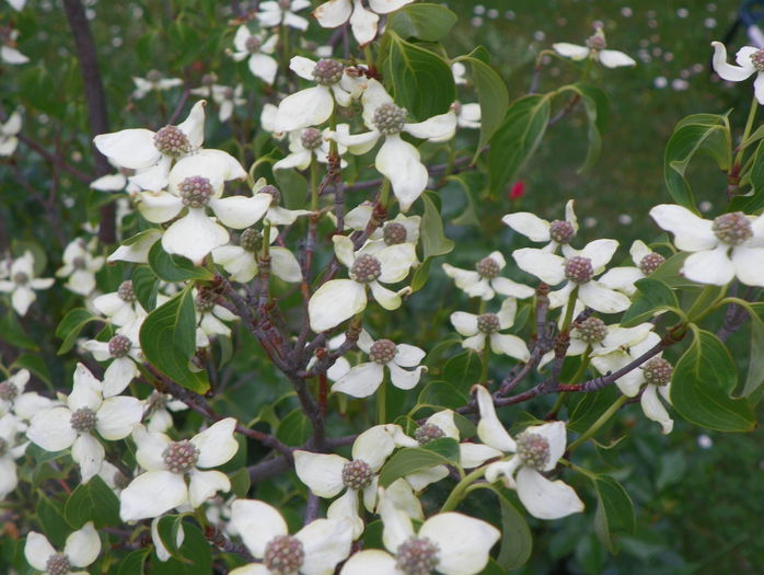 cornus kousa Milky Way - Copacei si arbusti 2015