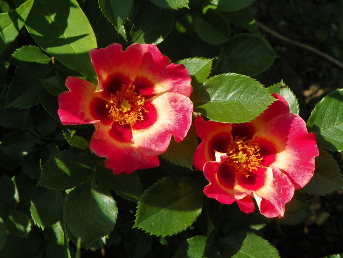 Sunshine Babylon Eyes - Trandafiri 2015 - 1