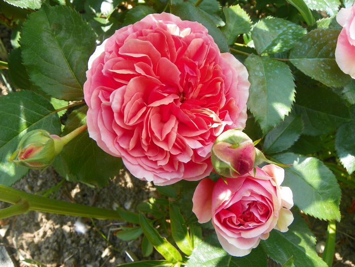 Chippendale - Trandafiri 2015 - 1