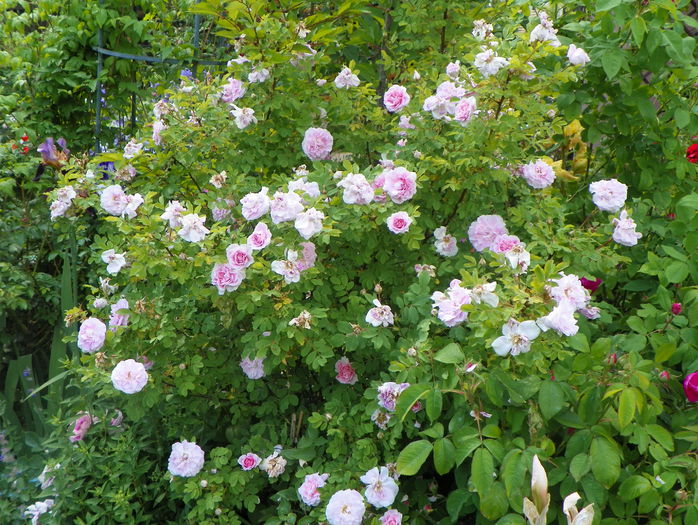 Martin Frobisher - Trandafiri 2015 - 1