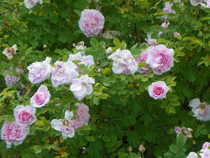 Martin Frobisher - Trandafiri 2015 - 1