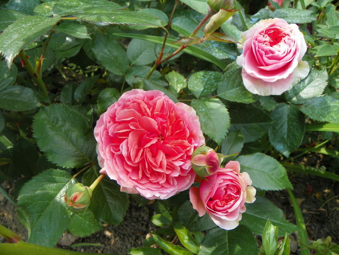 Chippendale - Trandafiri 2015 - 1