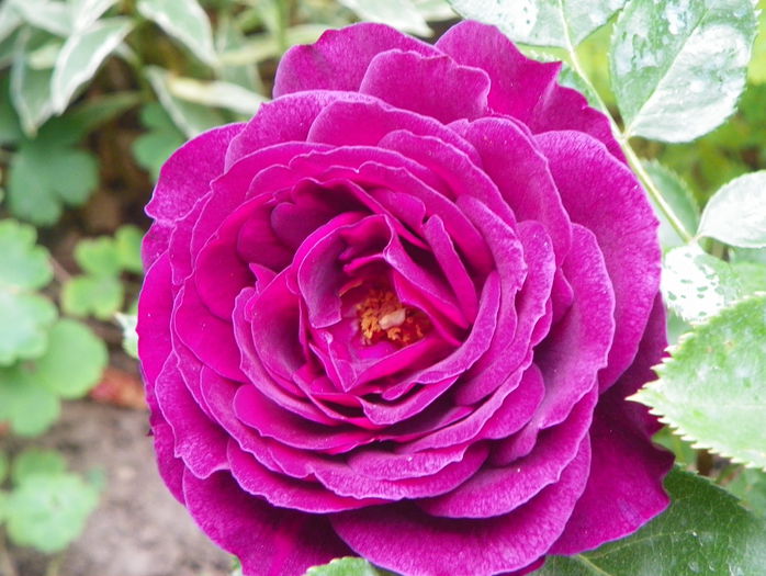 Ebb Tide - Trandafiri 2015 - 1