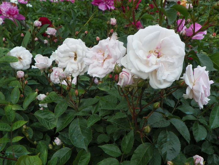 Marie Pavie - Trandafiri 2015 - 1