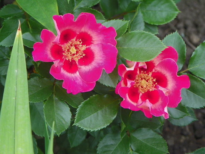 Sunshine Babylon Eyes