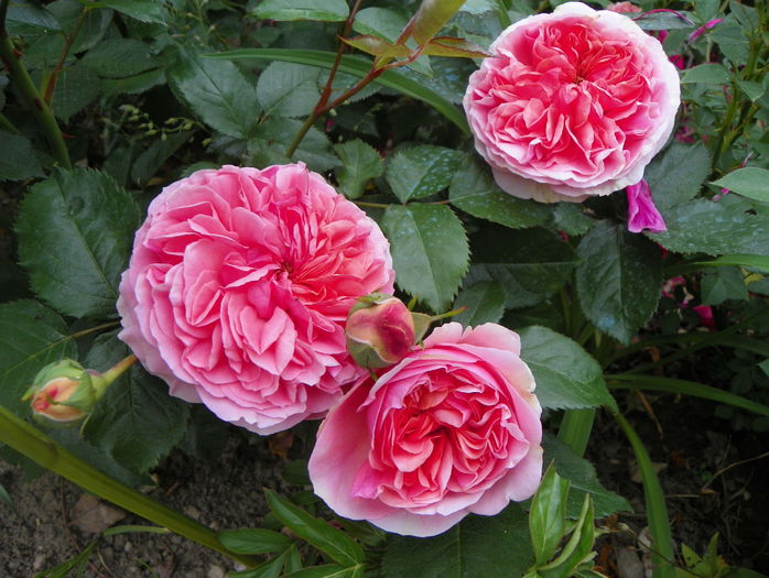 Chippendale - Trandafiri 2015 - 1