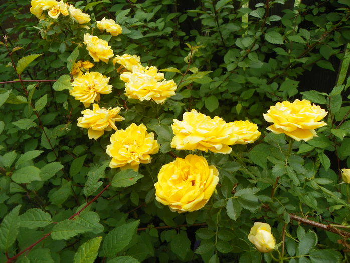 Persian Yellow - Trandafiri 2015 - 1