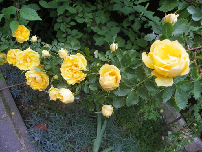Persian Yellow - Trandafiri 2015 - 1