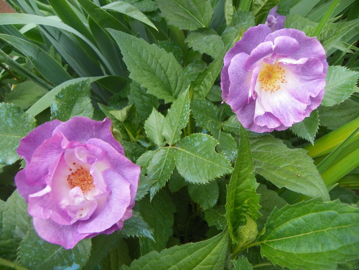 Blue for you - Trandafiri 2015 - 1