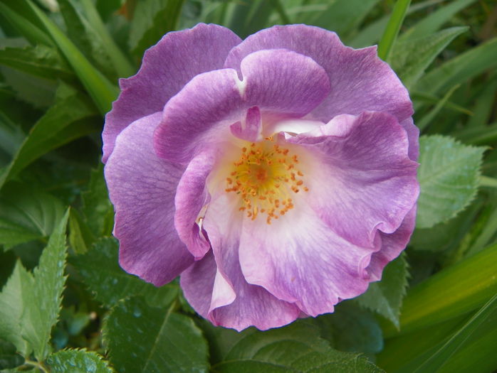 Blue for you - Trandafiri 2015 - 1