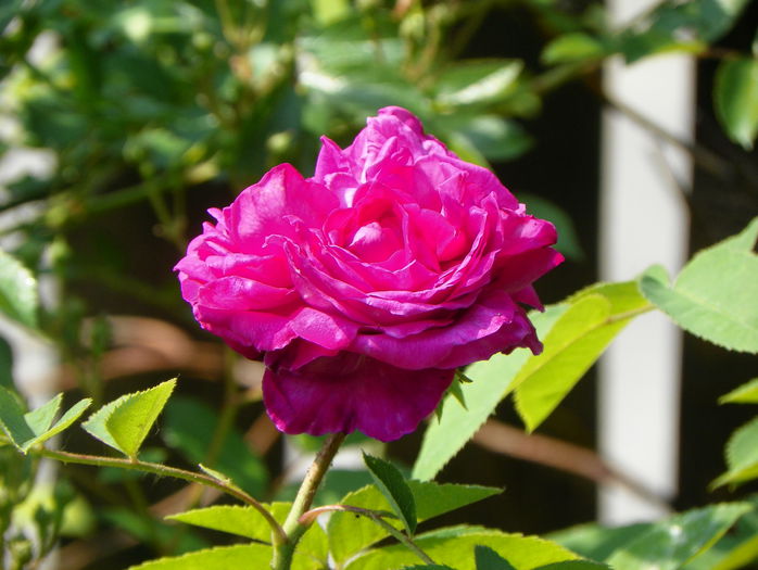 Reine de Violettes - Trandafiri 2015 - 1
