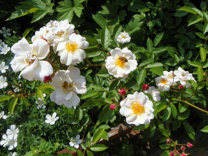 Queen of the Musk - Trandafiri 2015 - 1