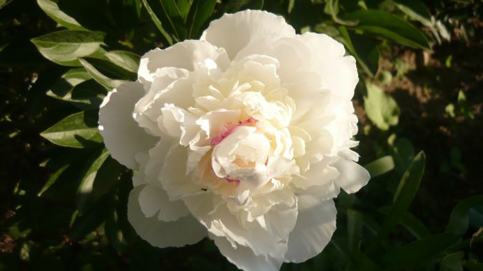 festiva maxima - bujori