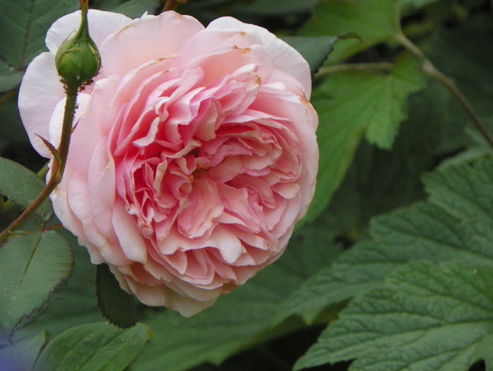 A shropshire Lad - Trandafiri 2015 - 1