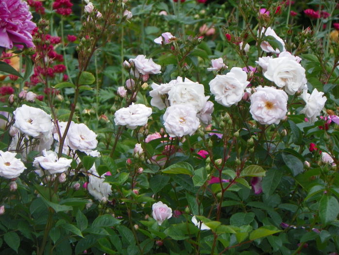 Marie Pavie - Trandafiri 2015 - 1