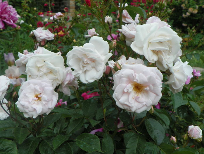 Marie Pavie - Trandafiri 2015 - 1