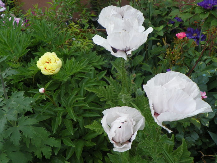 papaver or. Snow Goose