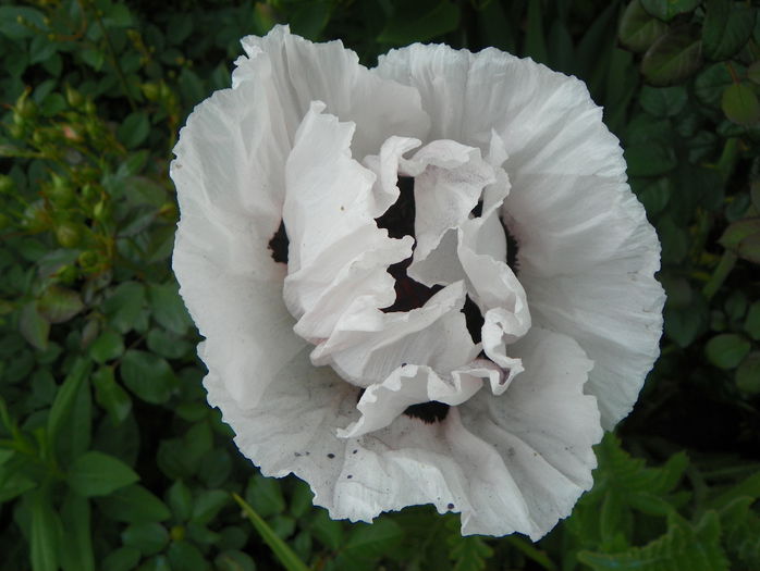 papaver or. Snow Goose - Vara 2015