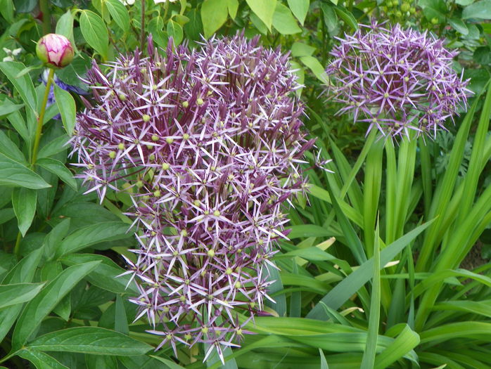 allium