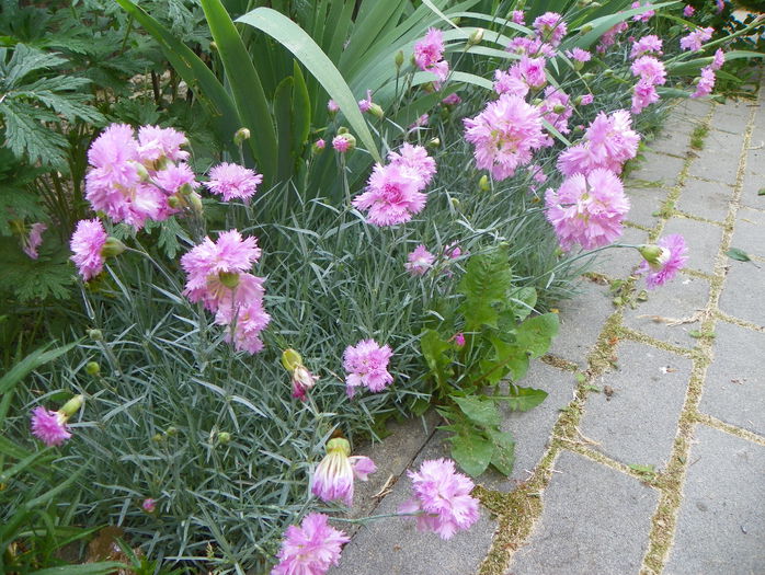 dianthus Rose de Mai