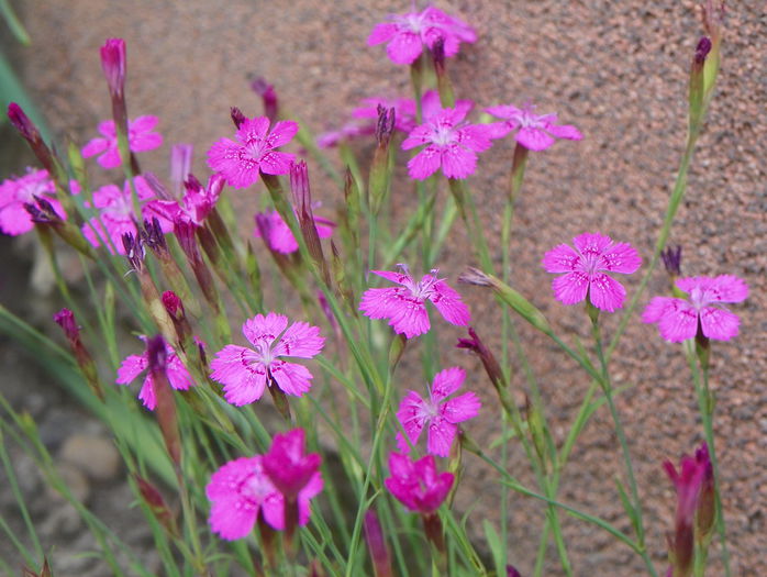 dianthus deltoides Rose - Vara 2015